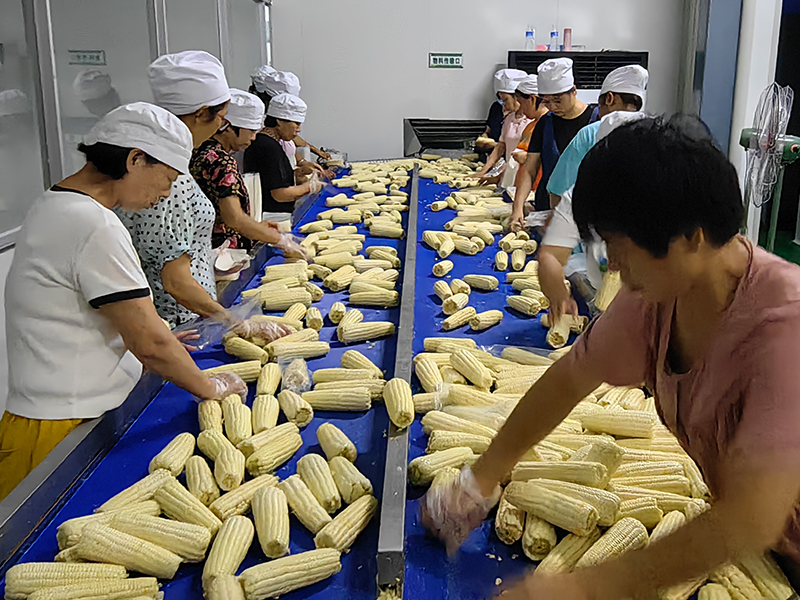 鮮食玉米加工設(shè)備